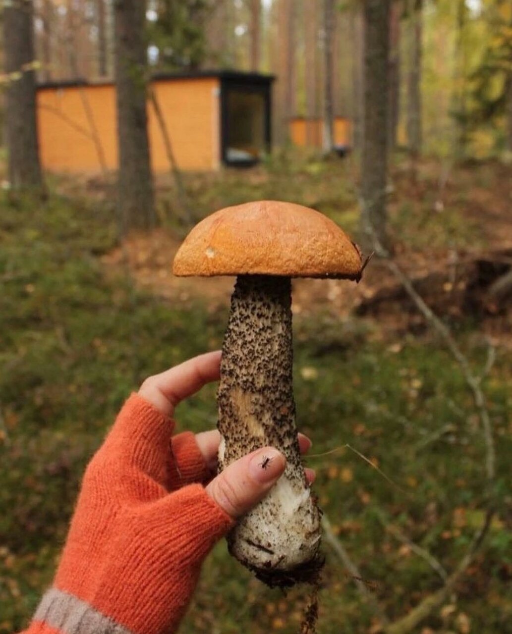 Кемпинги New Camp Эссойла-73