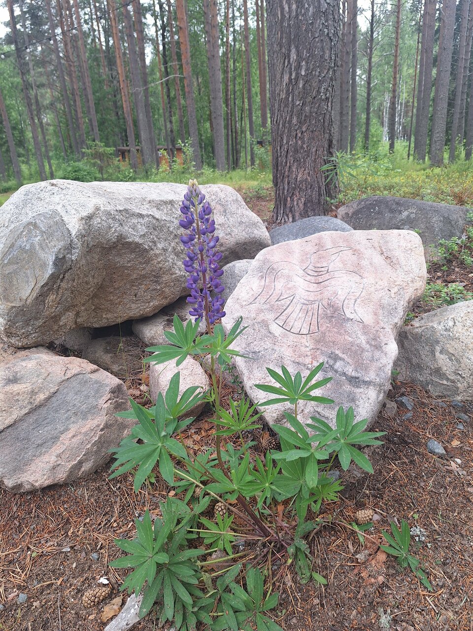 Кемпинги New Camp Эссойла-198