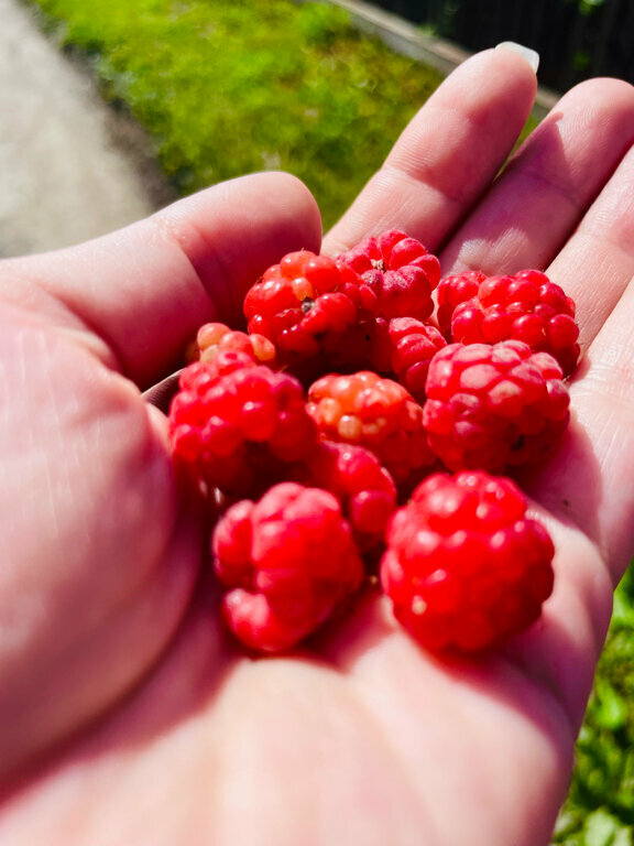 Кемпинги New Camp Эссойла-206