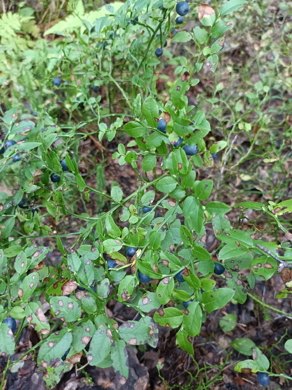 Кемпинги New Camp Эссойла-252