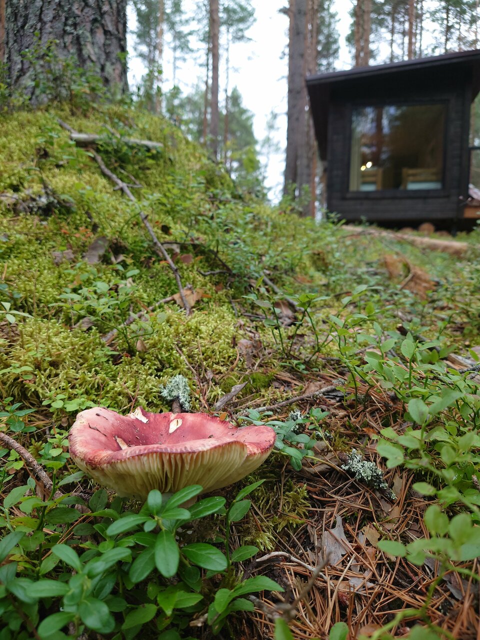 Кемпинги New Camp Эссойла-237