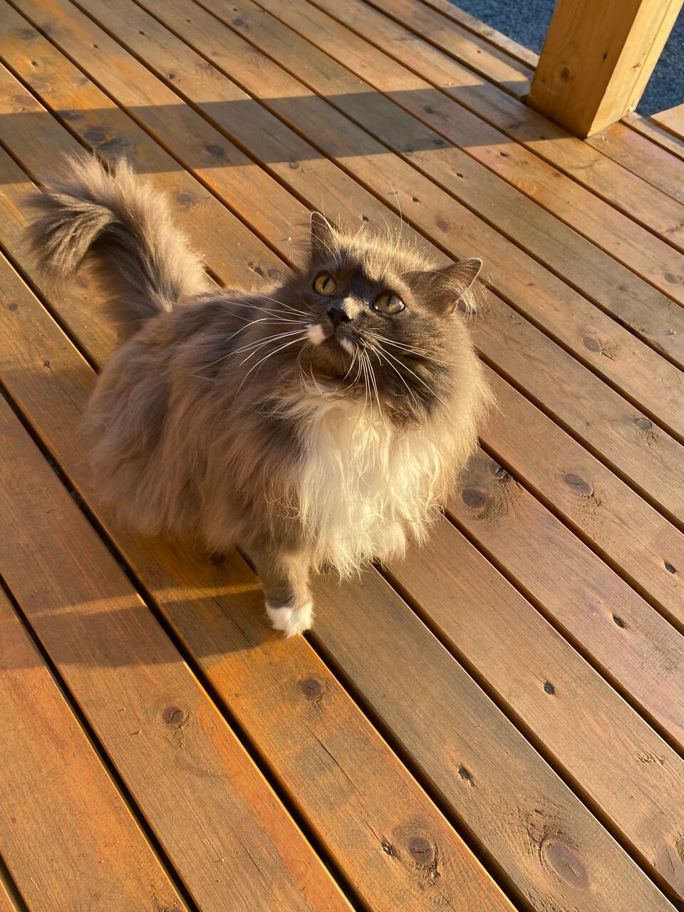 Кемпинги New Camp Эссойла-175