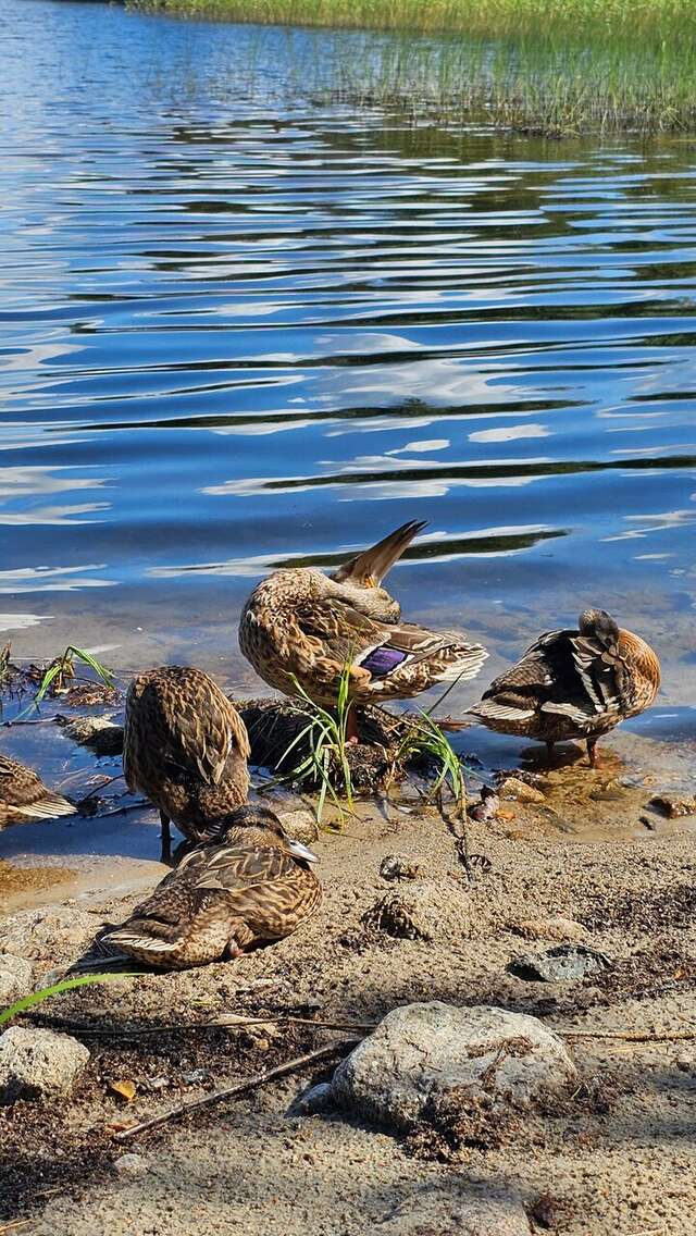 Кемпинги New Camp Эссойла-231