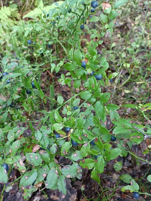 Кемпинги New Camp Эссойла-251