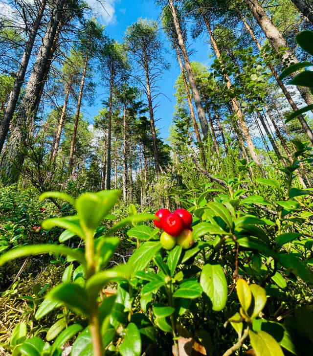 Кемпинги New Camp Эссойла-164
